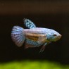 Betta Alien Blue Mâle - Betta Alien