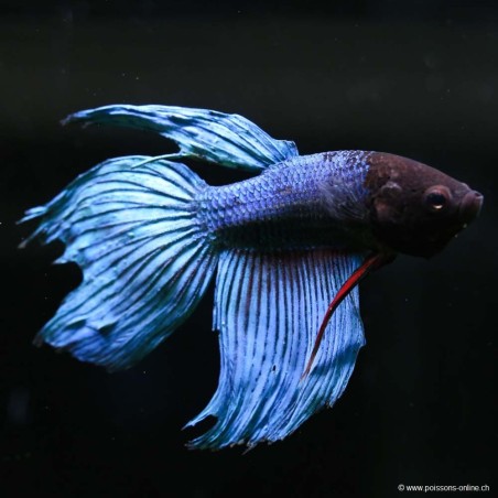 Betta Masc. Blu - Betta Splendens
