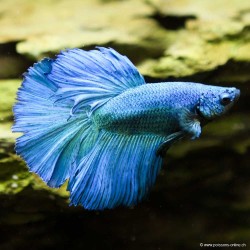 Kampffisch Mann Halfmoon Green - Betta Splendens