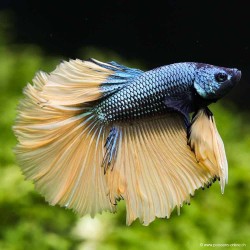 Kampffisch Mann Halfmoon Blau Senf - Betta Splendens