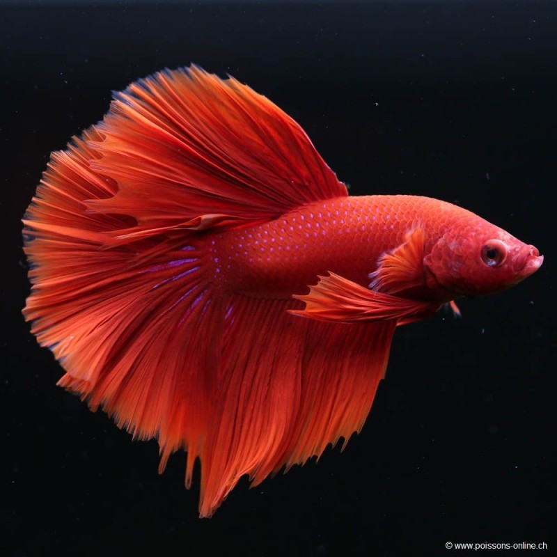 Betta Mâle Halfmoon Red - Betta Splendens
