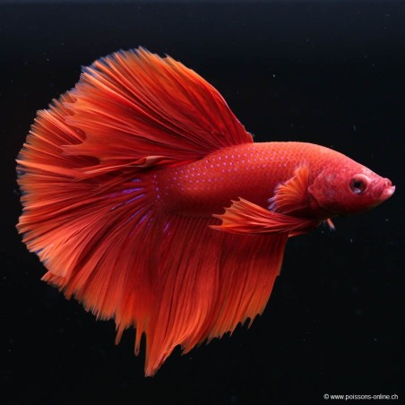 Betta Mâle Halfmoon Red - Betta Splendens
