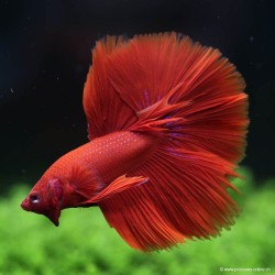 Betta Mâle Halfmoon Red - Betta Splendens