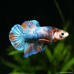 Betta Mâle Plakat Candy - Betta Splendens