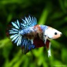 Betta Mâle Plakat Candy - Betta Splendens