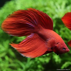 Kampffisch Mann Rot - Betta Splendens