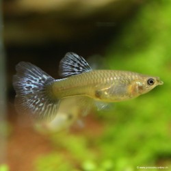 Guppy Weibchen Blue Cobra - Poecilia Reticulata