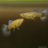Guppy fem. Cobra blu - Poecilia Reticulata