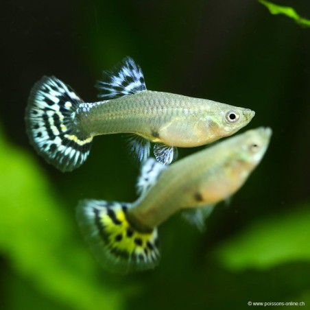 Guppy Femelle Blue Dragon - Poecilia Reticulata