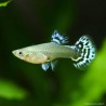 Guppy Femelle Blue Dragon - Poecilia Reticulata