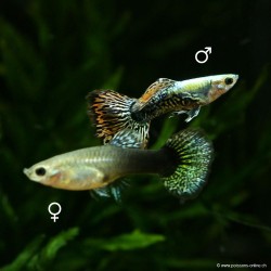 Guppy weibchen Dumbo Dragon - Poecilia reticulata