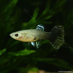 Guppy weibchen Dumbo Dragon - Poecilia reticulata