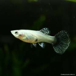 Guppy fem. Dumbo Dragon - Poecilia reticulata