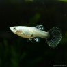 Guppy fem. Dumbo Dragon - Poecilia reticulata
