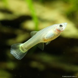 Guppy Weibchen German Yellow - Poecilia Reticulata