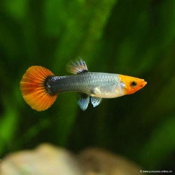Guppy Weibchen Koï Tuxedo - Poecilia Reticulata