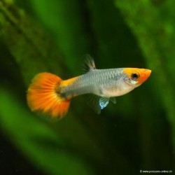 Guppy Weibchen Koï Tuxedo - Poecilia Reticulata