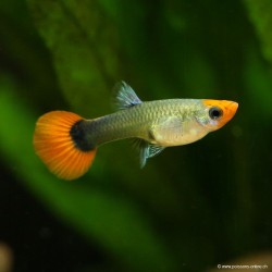 Guppy Weibchen Koï Tuxedo - Poecilia Reticulata