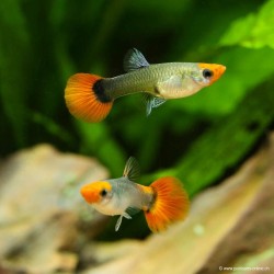 Guppy Weibchen Koï Tuxedo - Poecilia Reticulata