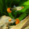 Guppy Weibchen Koï Tuxedo - Poecilia Reticulata