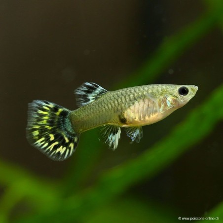 Guppy Femelle Leopard - Poecilia Reticulata