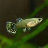 Guppy Femelle Leopard - Poecilia Reticulata