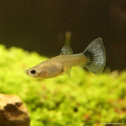 Guppy Weibchen Miracle Mosaic - Poecilia Reticulata