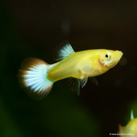 Guppy Femelle Nemo - Poecilia Reticulata