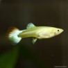 Guppy Femelle Nemo - Poecilia Reticulata