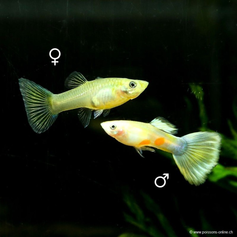 Guppy femelle Parrot - Poecilia reticulata