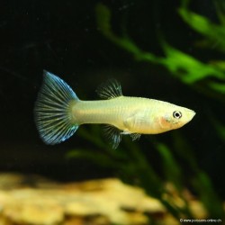 Guppy femelle Parrot - Poecilia reticulata