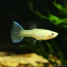 Guppy femelle Parrot - Poecilia reticulata