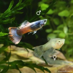 Guppy fem. Red Saphire - Poecilia reticulata