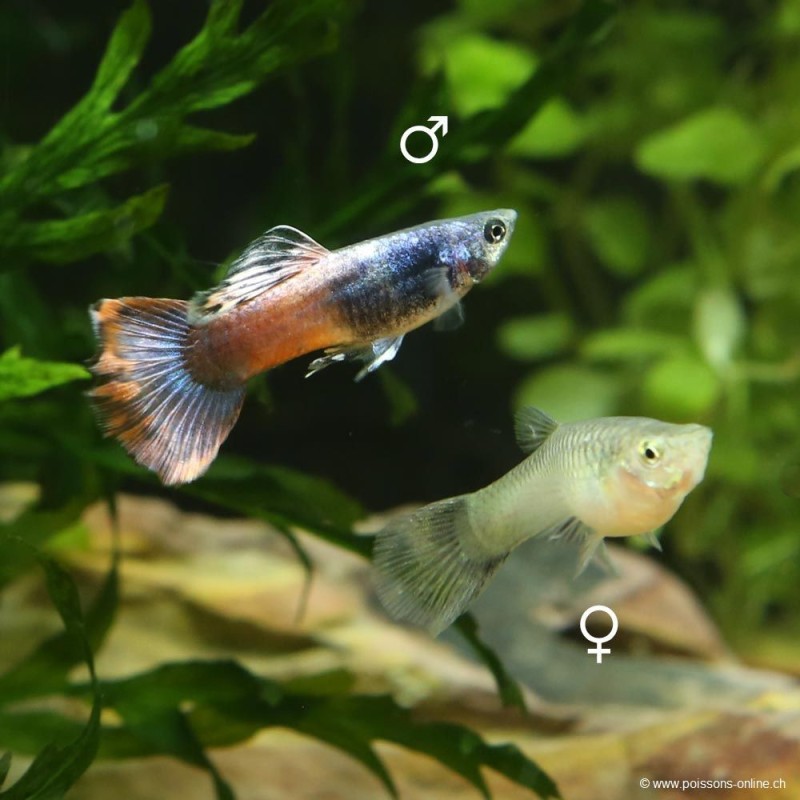 Guppy fem. Red Saphire - Poecilia reticulata
