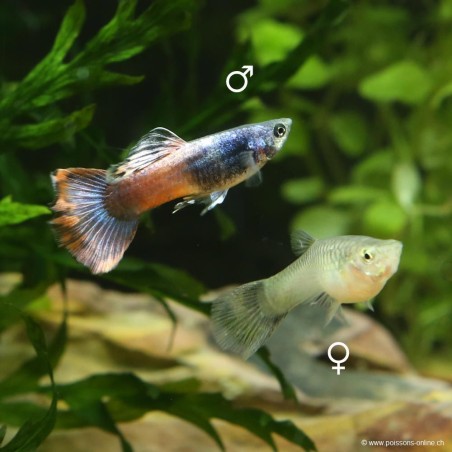 Guppy fem. Red Saphire - Poecilia reticulata