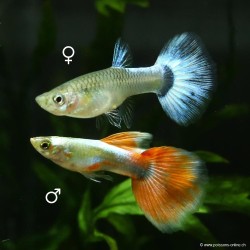 Guppy weibchen Santa Clauss - Poecilia reticulata