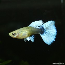 Guppy weibchen Santa Clauss - Poecilia reticulata