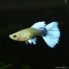 Guppy weibchen Santa Clauss - Poecilia reticulata