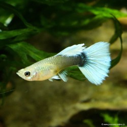 Guppy weibchen Santa Clauss - Poecilia reticulata