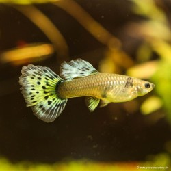 Guppy Femelle Yellow Cobra - Poecilia Reticulata