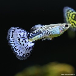 Guppy Mann Blue Cobra - Poecilia Reticulata