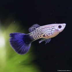 Guppy Mann Blue Cobra - Poecilia Reticulata