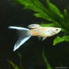 Guppy Masc. Doppia spada Blue - Poecilia Reticulata