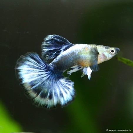 Guppy Mâle Blue Dragon - Poecilia Reticulata