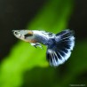 Guppy Mâle Blue Dragon - Poecilia Reticulata