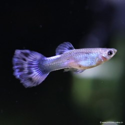 Guppy Mâle Blue Mosaic - Poecilia Reticulata