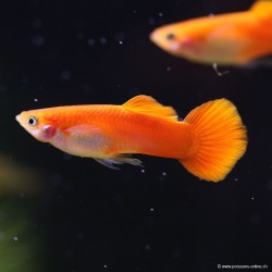 Guppy Mâle Chilli Red - Poecilia Reticulata