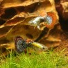 Guppy Masc. Dumbo Dragon - Poecilia Reticulata