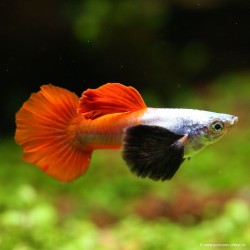 Guppy Mann Dumbo Platinium Red - Poecilia Reticulata