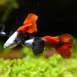 Guppy Mann Dumbo Platinium Red - Poecilia Reticulata
